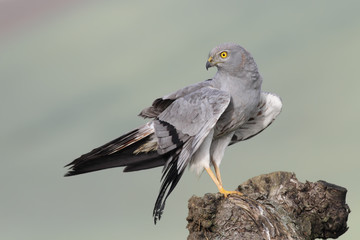 Lun. 1 juin: Film documentaire Busard sur la Paille »